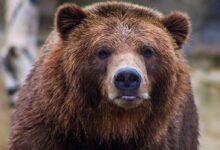shallow focus photo of brown grizzly bear