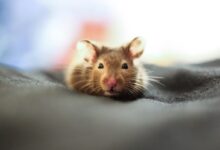 brown and white mouse on black textile