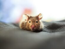 brown and white mouse on black textile