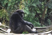 black gorilla sitting on brown wooden stick during daytime