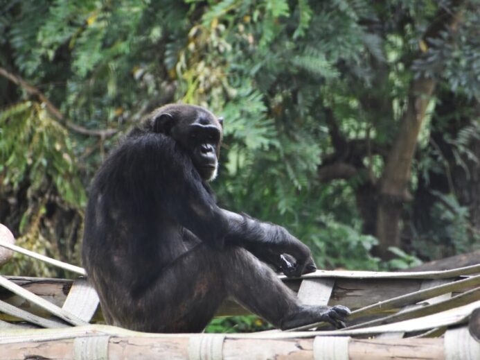 black gorilla sitting on brown wooden stick during daytime
