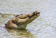 crocodile in body of water during day