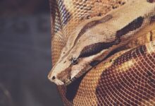 Close-up Photo of Reticulated Python