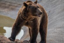 brown bear walking on brown sand during daytime