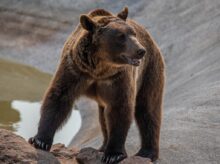 brown bear walking on brown sand during daytime