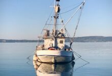 white and brown boat on sea during daytime