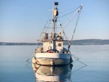 white and brown boat on sea during daytime