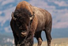 selective focus photography of brown cattle on brown field