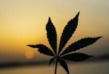 green cannabis plant close-up photography