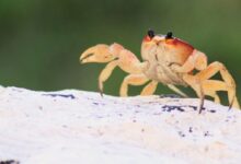 crab on rock