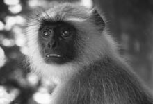 grayscale photo of monkey near tree