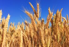 wheat field