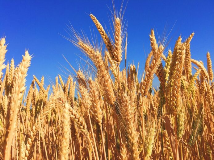 wheat field