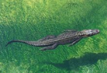 crocodile in body of water