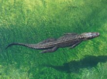 crocodile in body of water