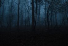 bare trees on forest during daytime
