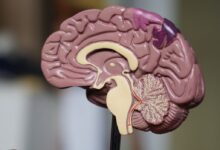 brown brain decor in selective-focus photography