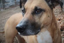 Close Up Photography of Short-coated Brown and White Dog
