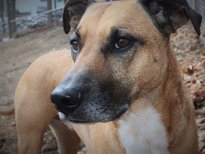Close Up Photography of Short-coated Brown and White Dog