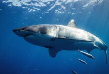 white and black shark underwater