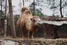 Ruští vojáci měli údajně v nouzi jíst zvířata ze ZOO: snědli dokonce i velblouda