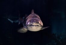close-up of gray shark