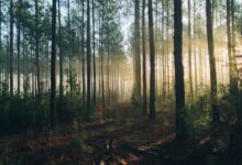 photography of tall trees at daytime