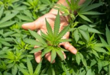 green plant in persons hand