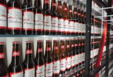 Budweiser beer bottles on display