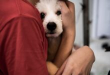 person hugging white puppy