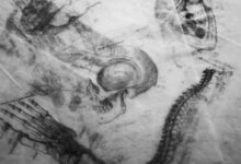 grayscale photography of human skull sketch