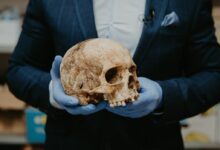 person in blue long sleeve shirt holding brown skull