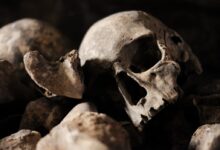 white and black skull on black surface