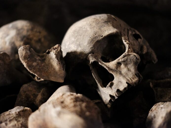 white and black skull on black surface
