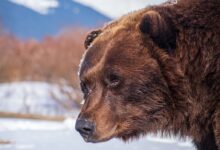 Close-Up Shot of a Bear