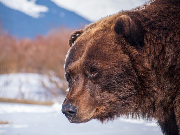 Close-Up Shot of a Bear