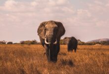 two elephants walking on grass covered ground