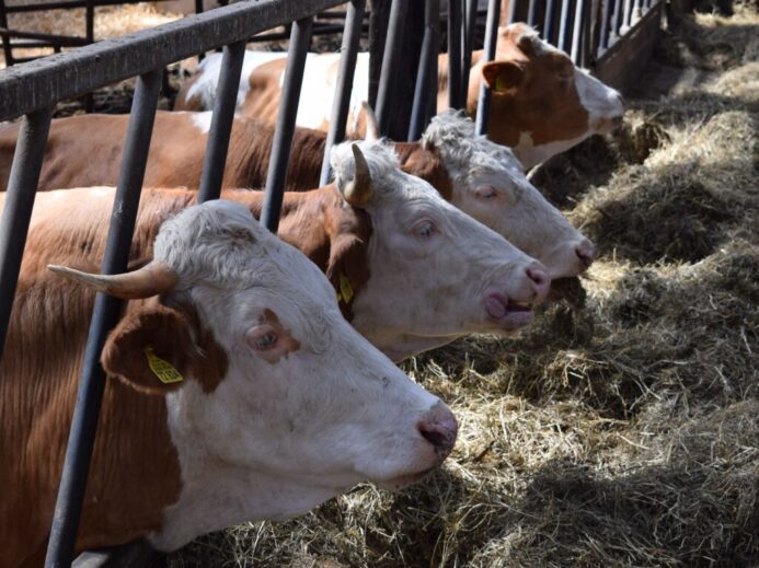 four brown and white cattles in cage