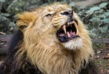 lion, predator, big cat