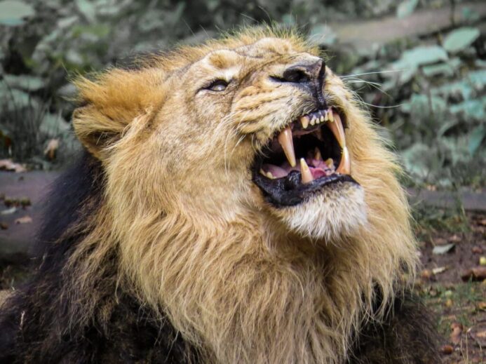 lion, predator, big cat