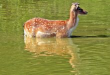 wild, deer, fallow deer