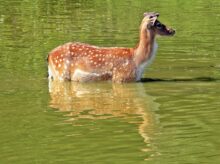 wild, deer, fallow deer