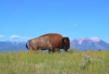 bison, buffalo, montana