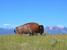 bison, buffalo, montana