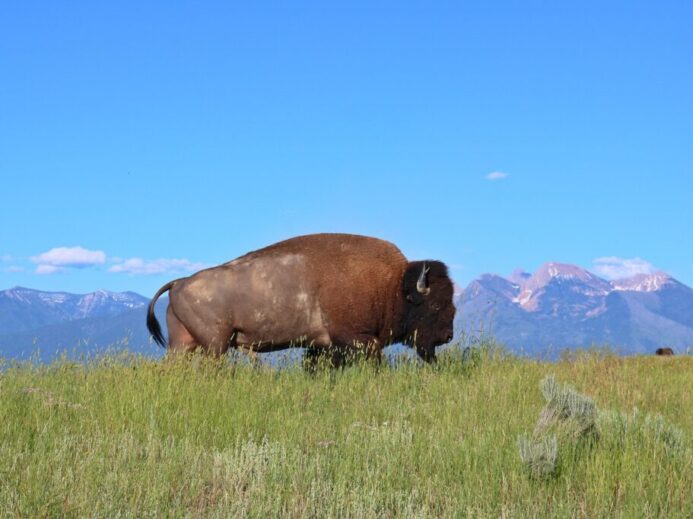 bison, buffalo, montana