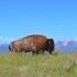 bison, buffalo, montana