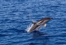 dolphin, marine mammal, animal