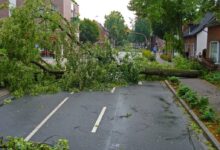 storm, thunderstorm, tree