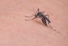 mosquito, macro, insect