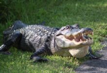 a large alligator laying on top of a lush green field